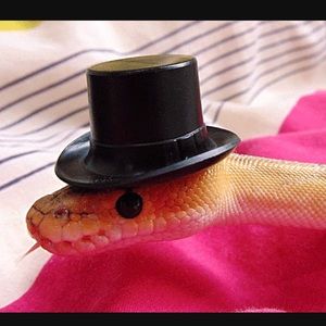 Meet your Posher, Michelle